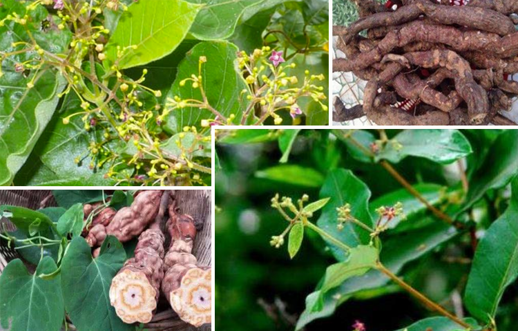 Hà Thủ Ô Trắng (Streptocaulon juventas Merr.)